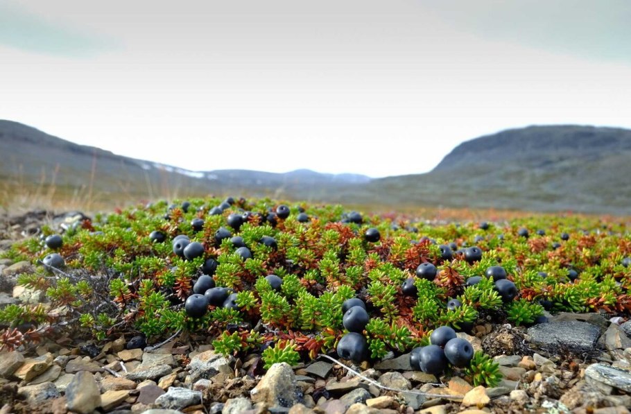 Карликовые деревья в тундре