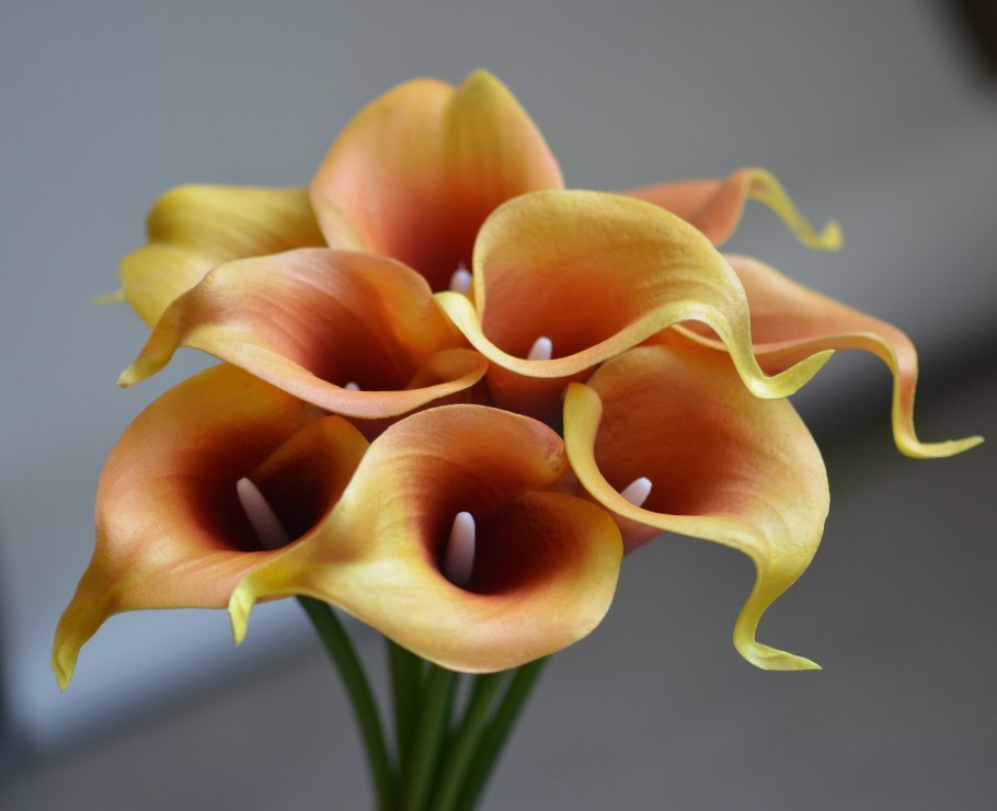 Калла(Zantedeschia) albomaculata