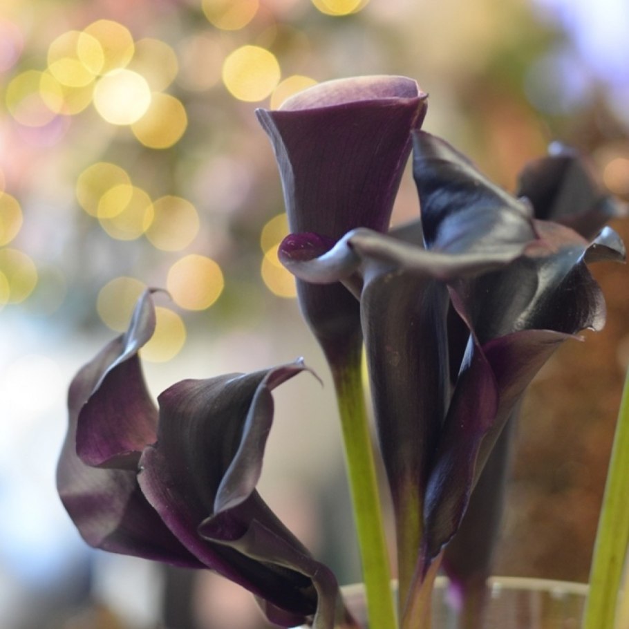 Калла aethiopica