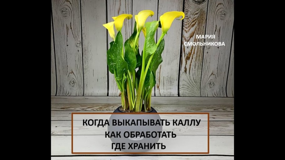 Букеты осенних дней и красоты