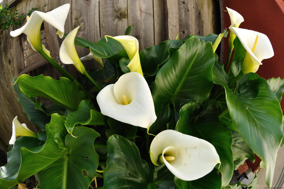 Калла эфиопская Зантедеския