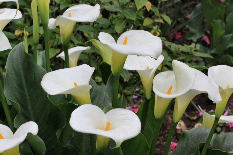 Геншин Calla Lily