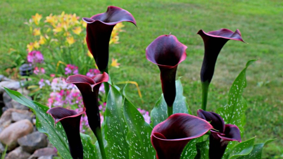 Цветы каллы жёлтые