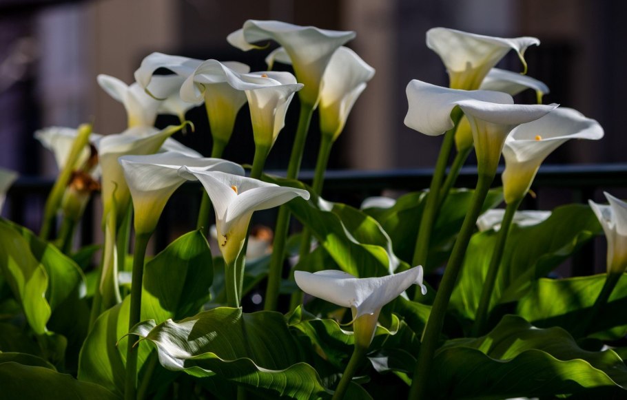 Calla Lily цветок