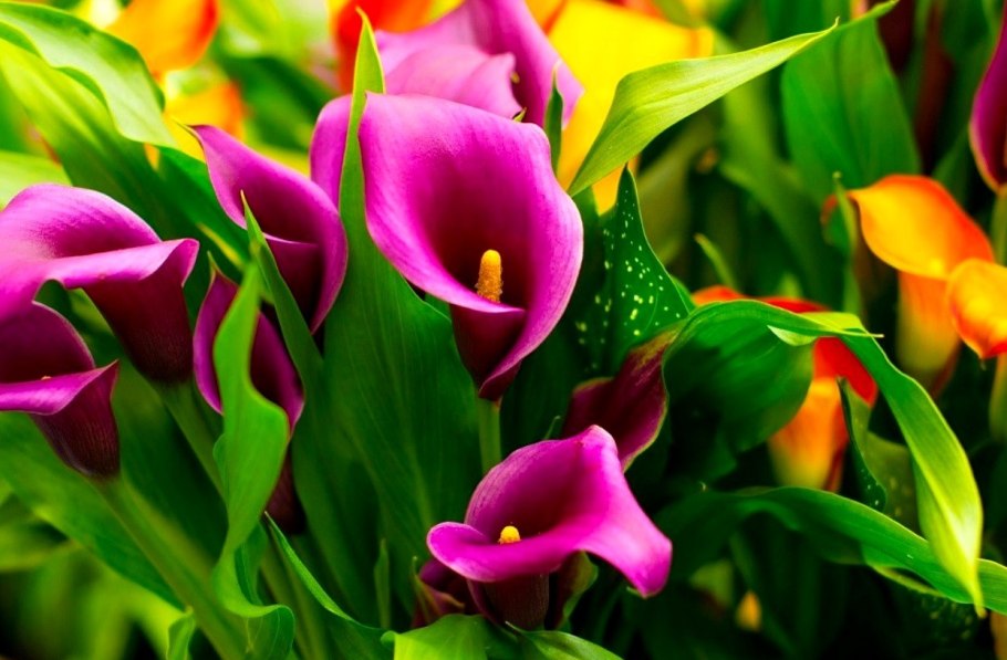 Калла Зантедеския Снежная Королева