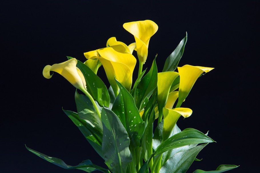 Zantedeschia rehmannii