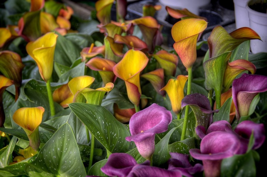 Калла Монте Карло