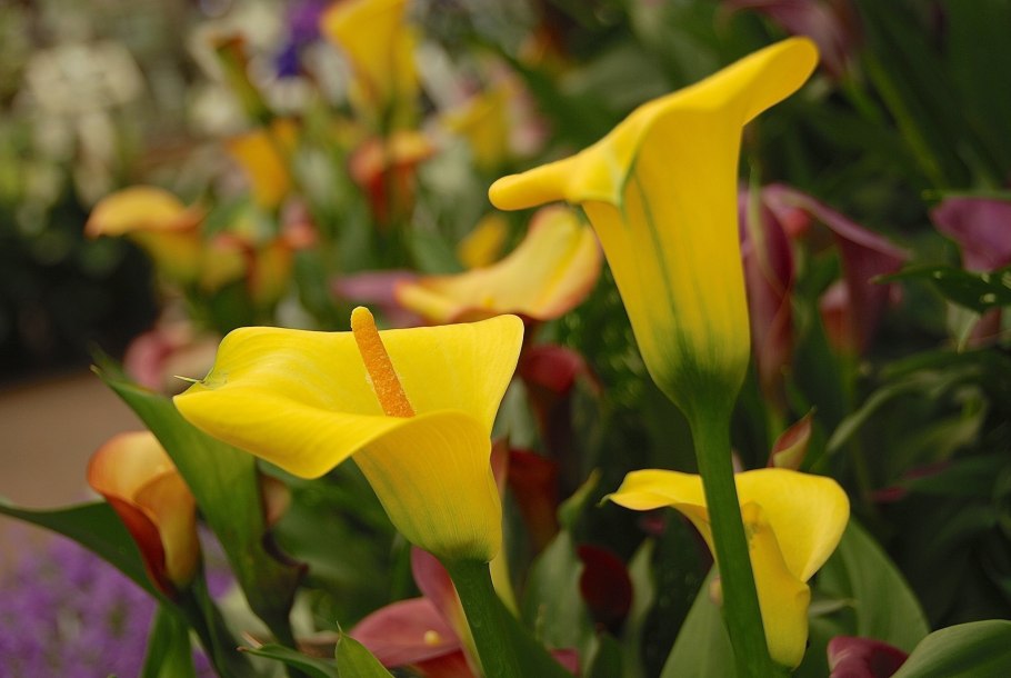 Калла эфиопская Грин Годес