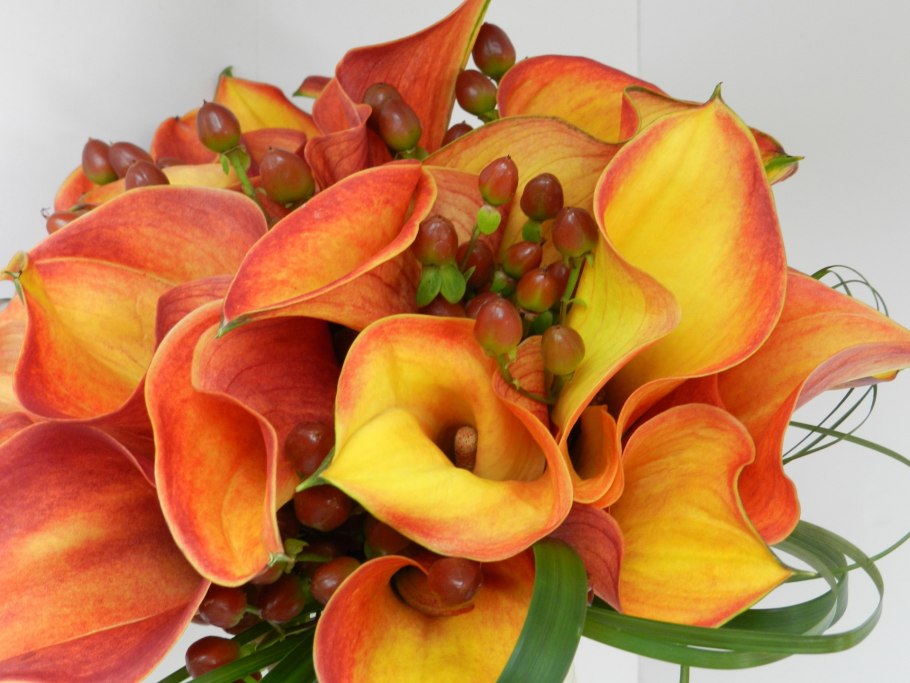 Калла терракотовая