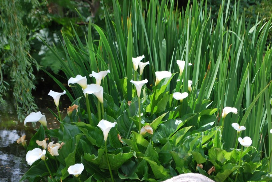 Калла Беатрикс