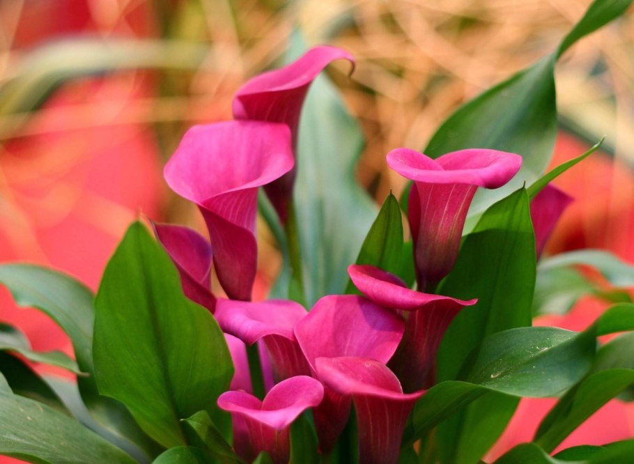 Цветы из кукурузных листьев