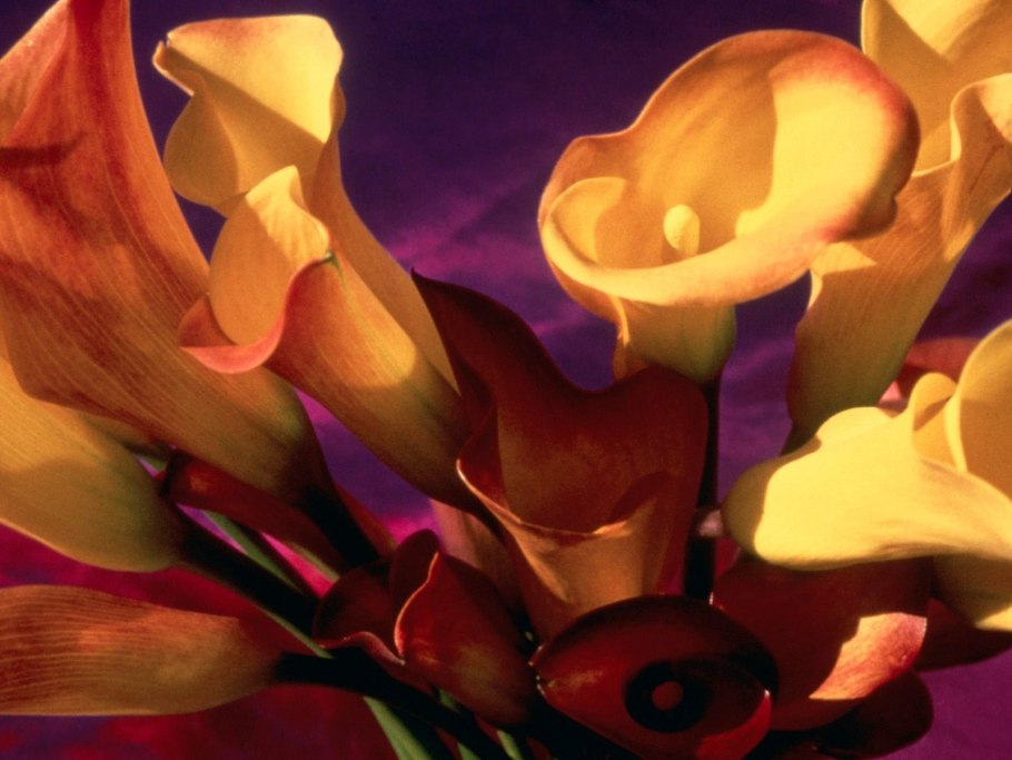 Белокрыльник болотный Calla palustris