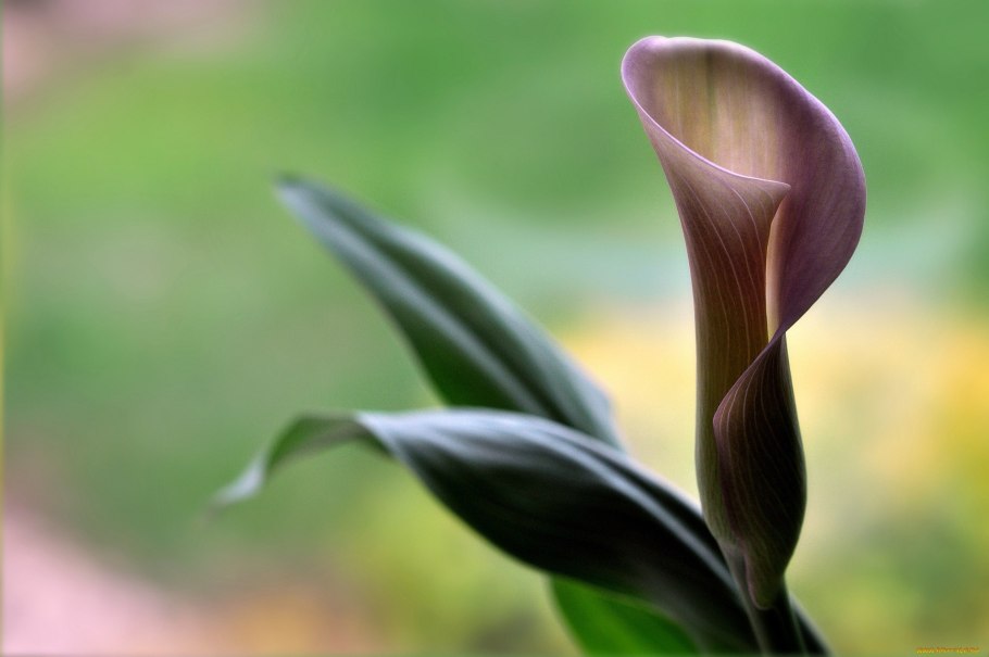 Калла желтая