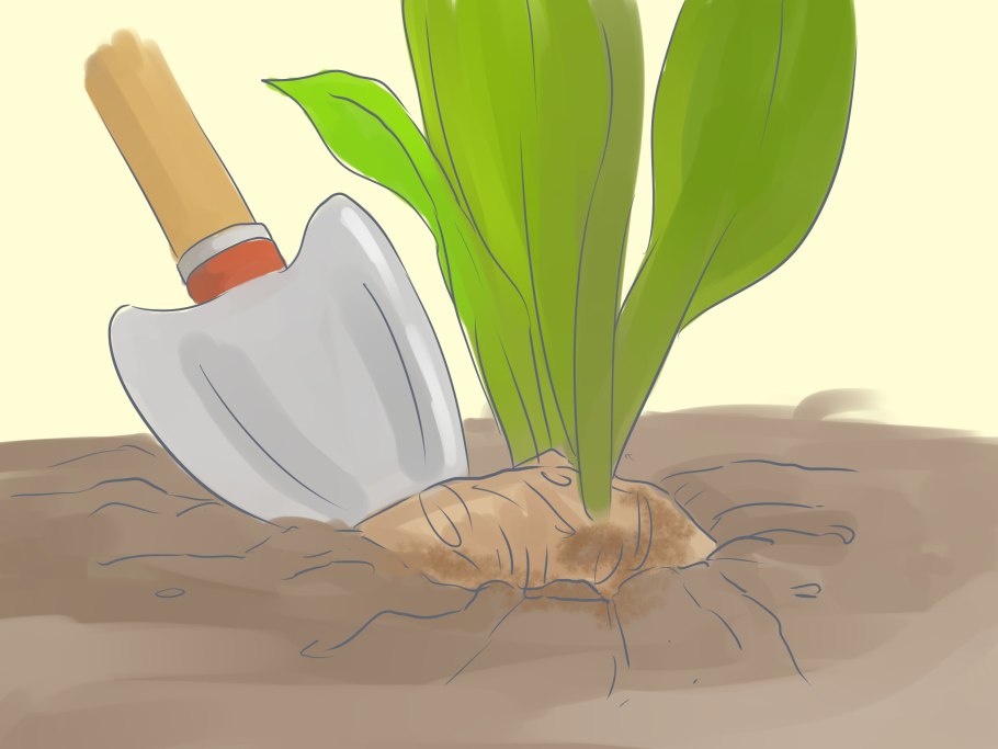 Зантедеския эфиопская