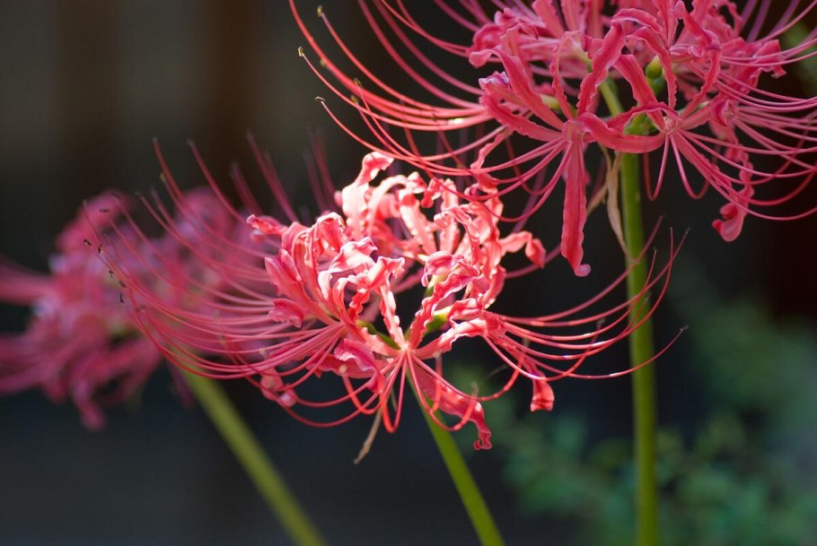 Ликорис Лучистый (Lycoris Radiata)