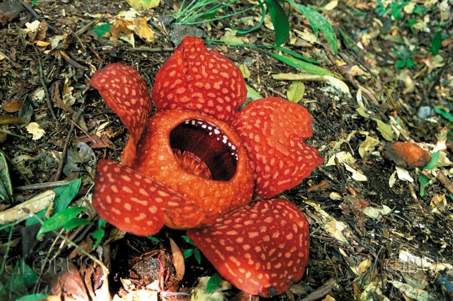 Раффлезия Арнольди с Борнео