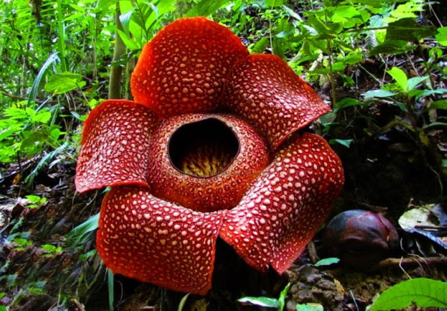 Трупная Лилия (раффлезия Арнольда)