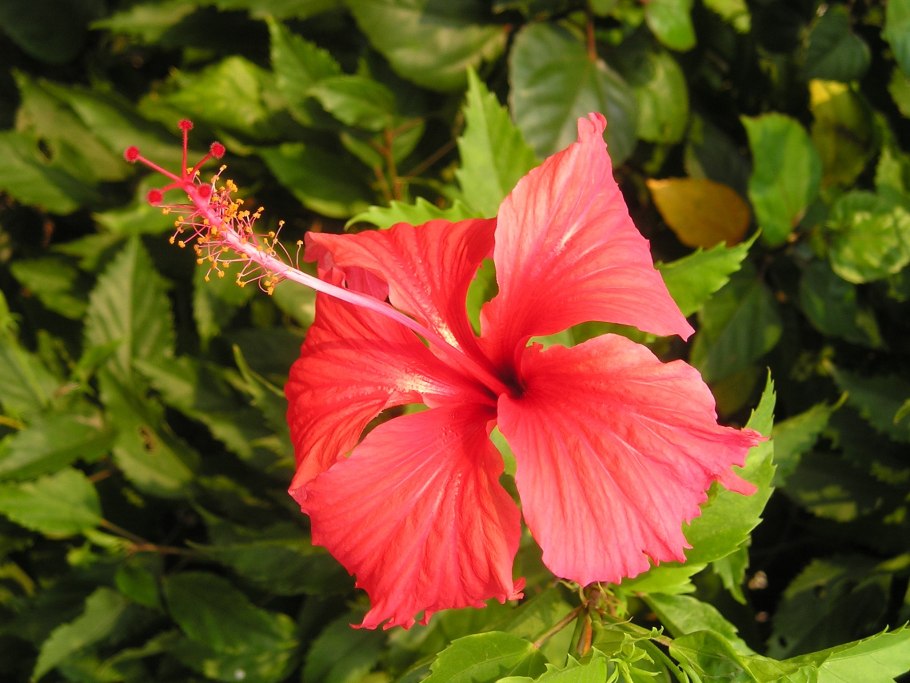 Цветок нагапушпама Гималаи