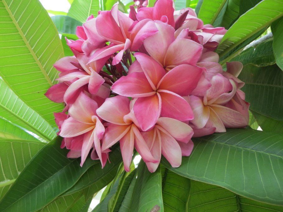 Экзотические цветы Лотос Плюмерия