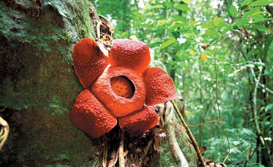 Раффлезия Арнольди ареал