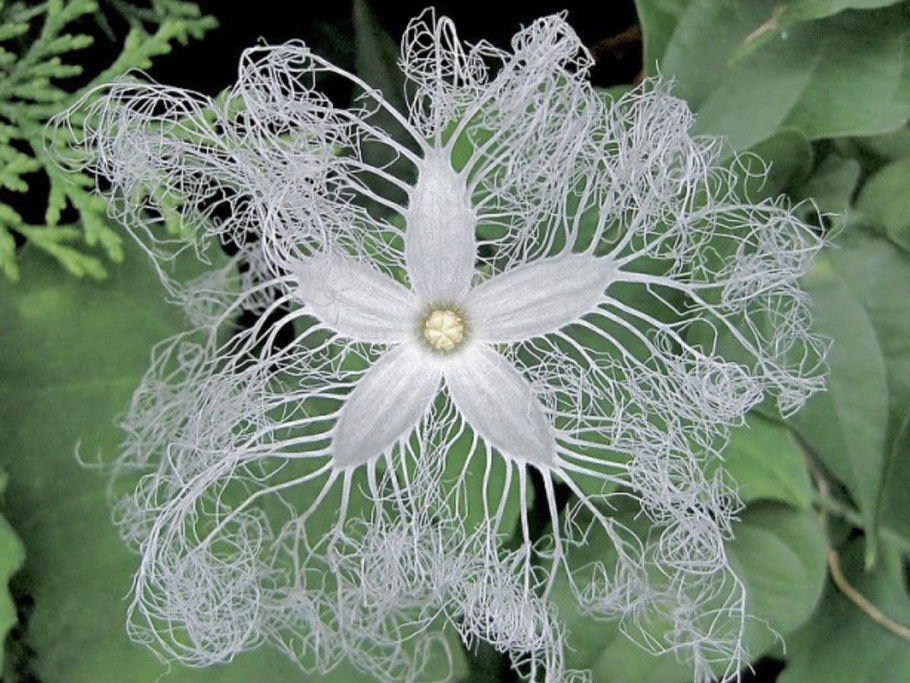 Необычные растения в природе проект