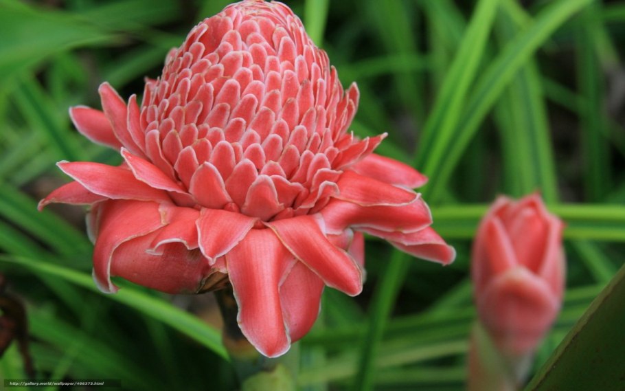 Дарлингтония Калифорнийская