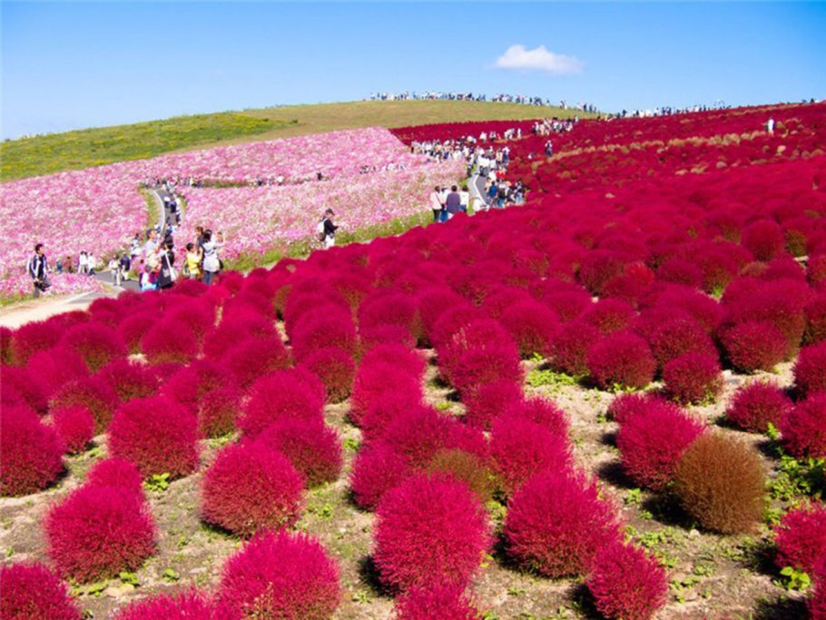 Восковница (Myrica)