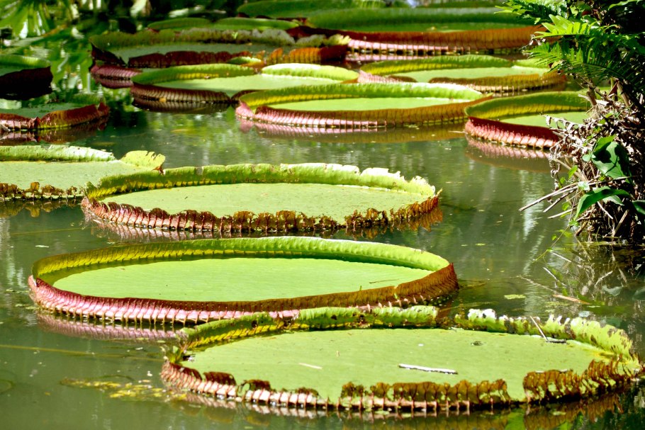 Кувшинка Виктория Амазонская