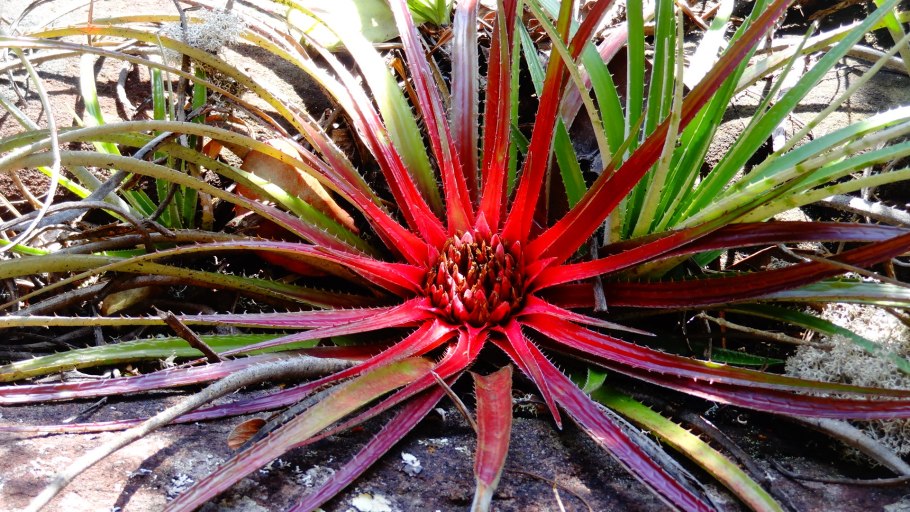 Мединилла Магнифика Ламбада