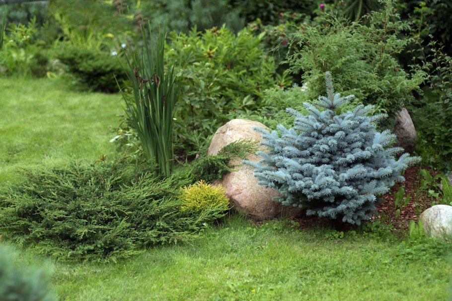 Ель колючая Глаука Глобоза