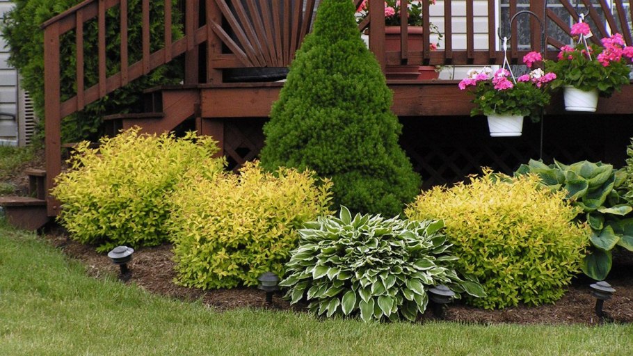 Спирея Даника