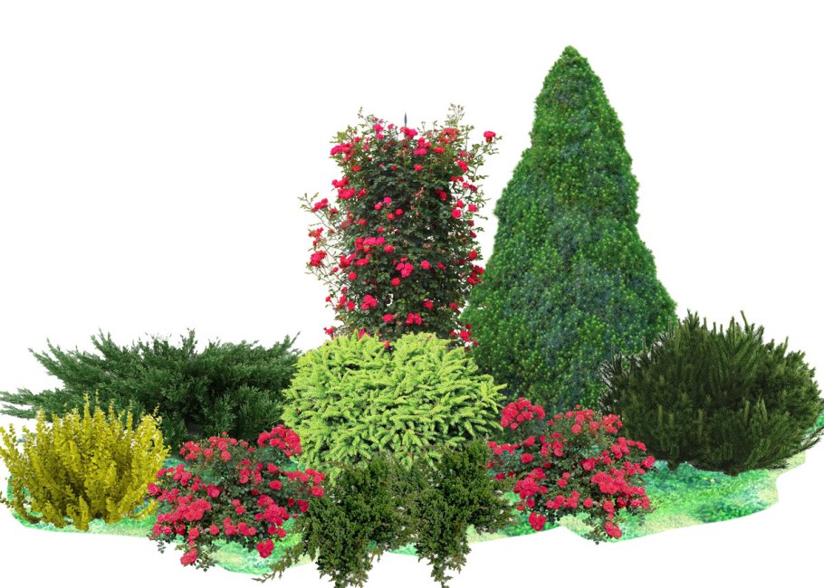 Миксбордер с туями и розами