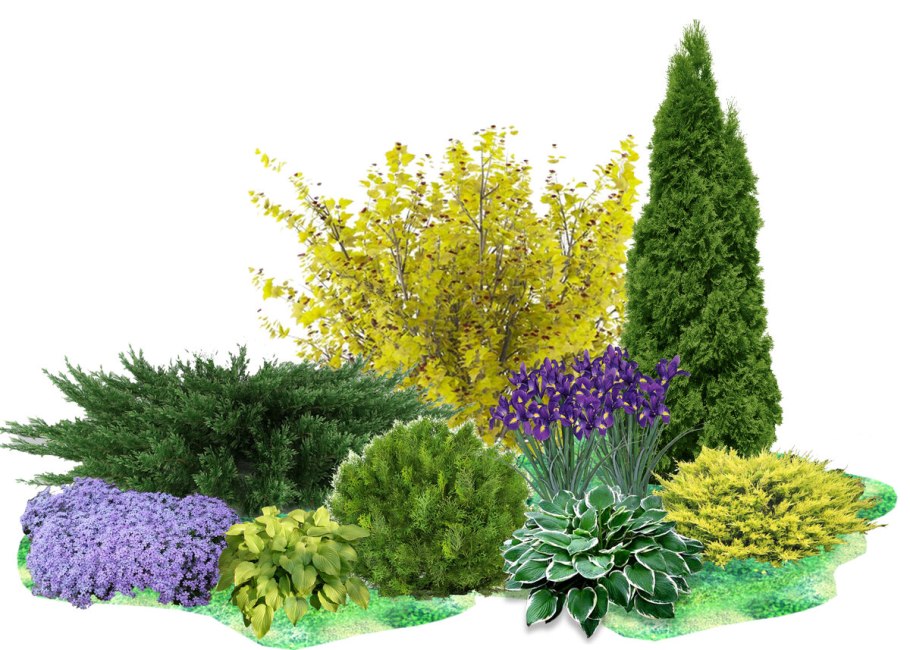 Миксбордер туя Барбарис