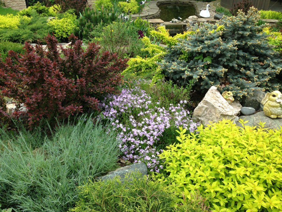 Хвойники Барбарис спирея