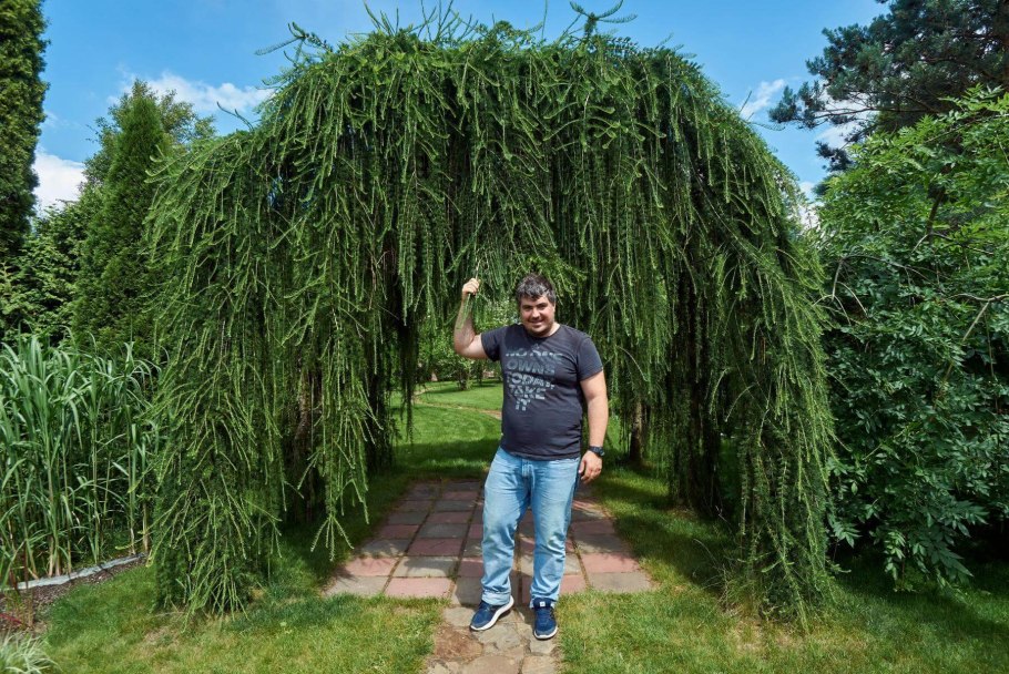 Кедр атласский Плакучий