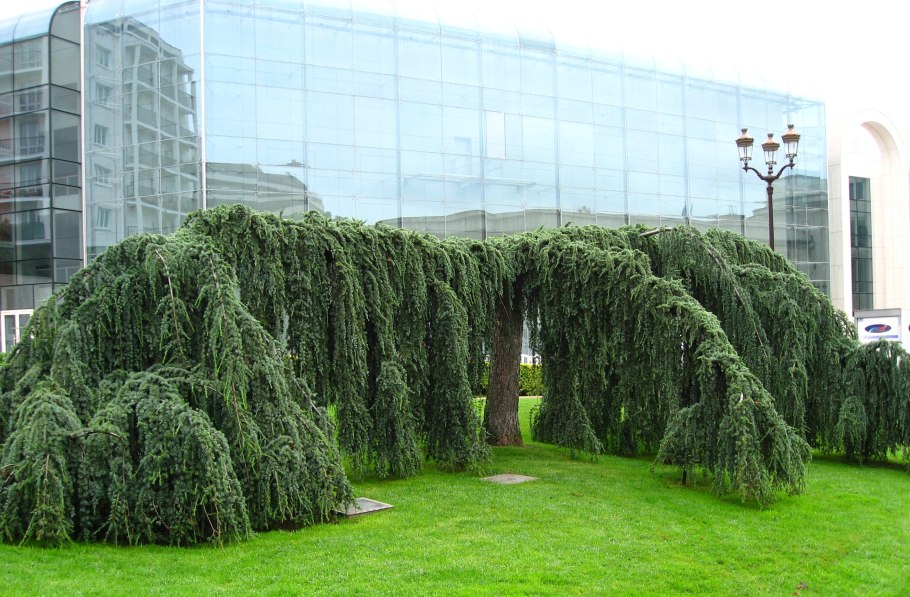 Лиственница европейская Пендула