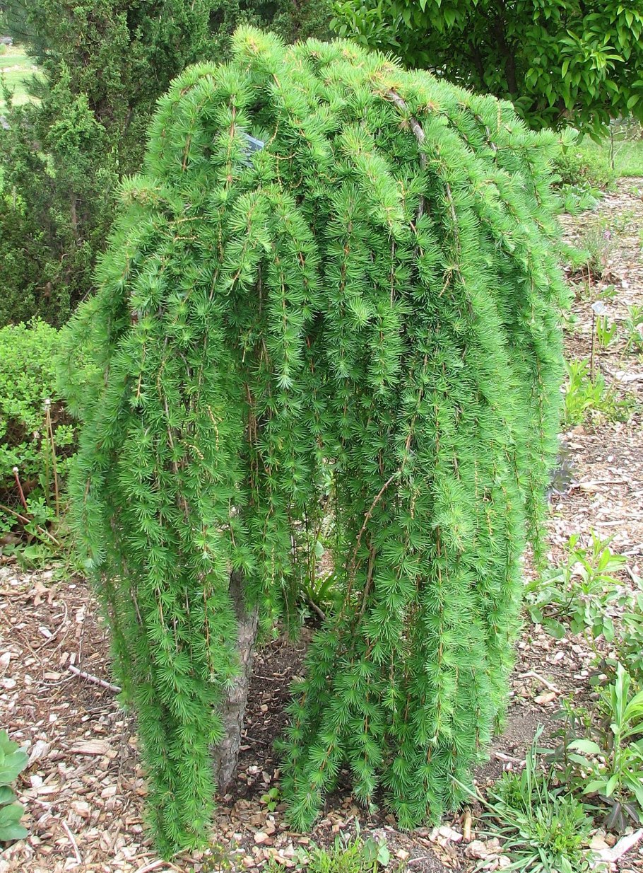 Лиственница европейская Пендула