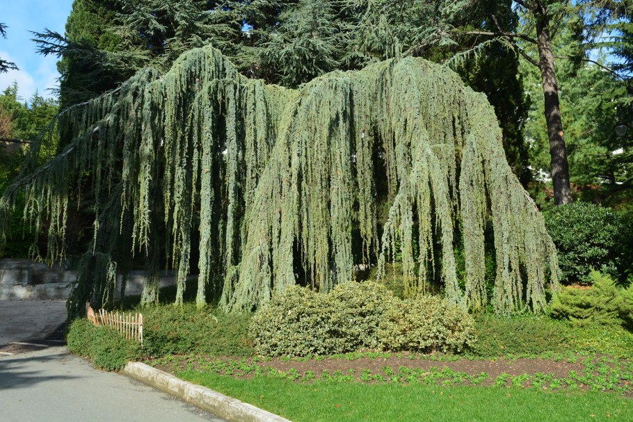 Лиственница Larix decidua