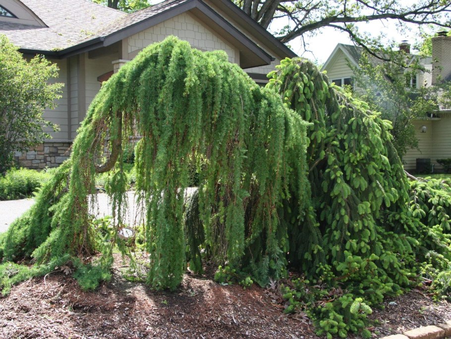 Лиственница Пендула арка