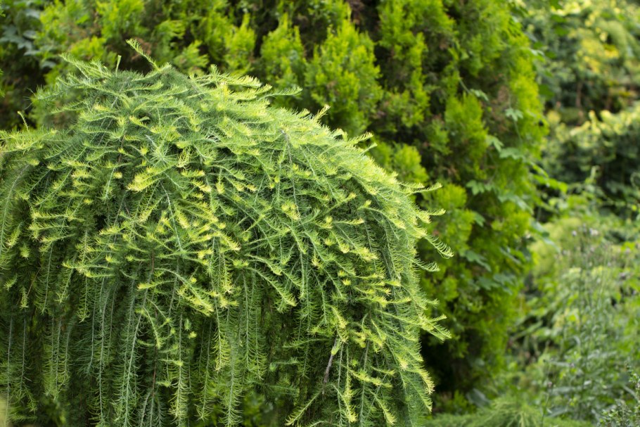 Лиственница Ларикс Пендула