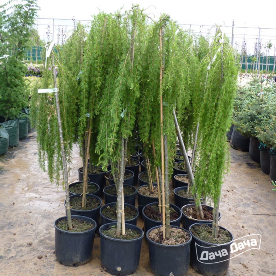 Лиственница европейская Репенс (repens)