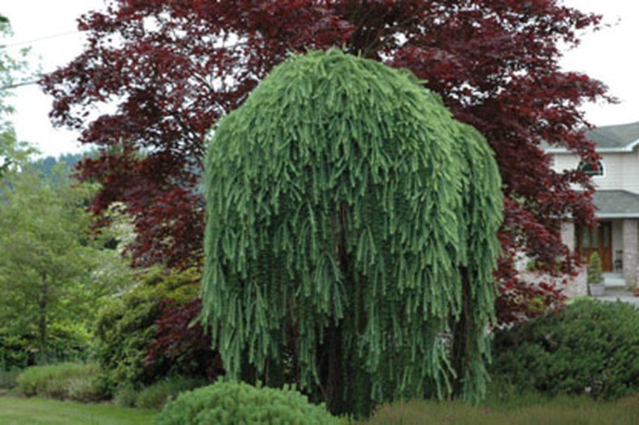 Лиственница Кемпфера Стиф Випер