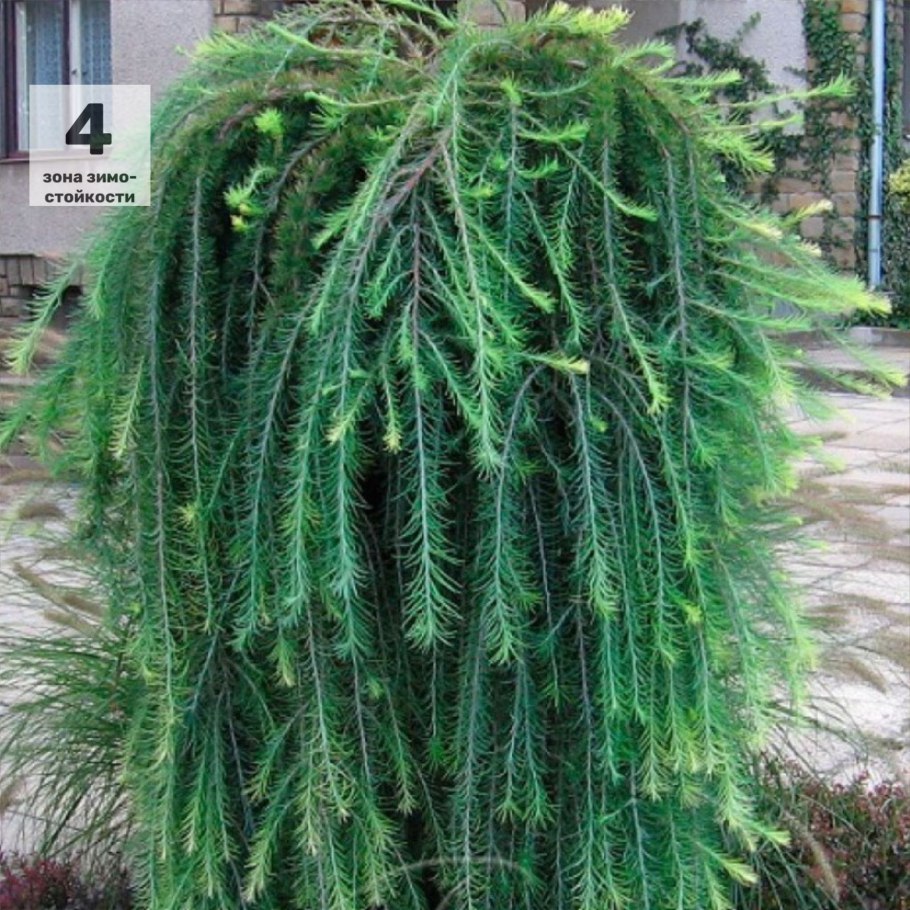 Можжевельник Хорстманн Пендула