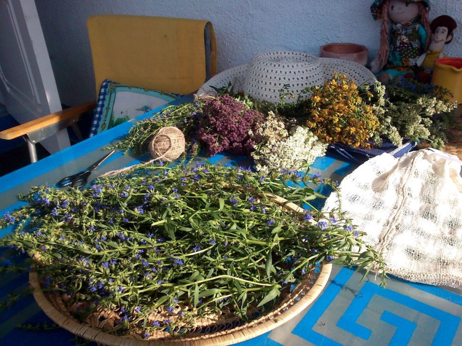 Якутские лечебные растения