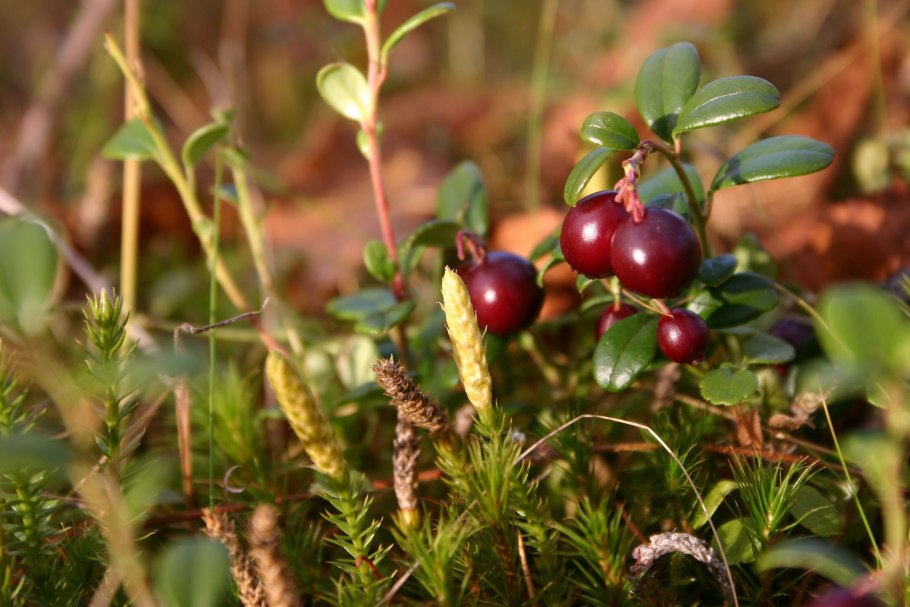 Растения тайги брусника