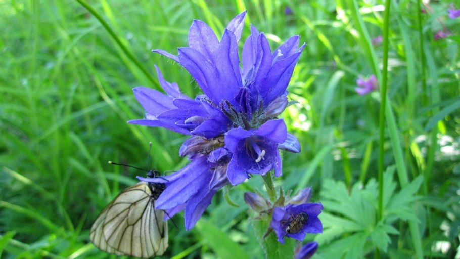 Багульник в тундре