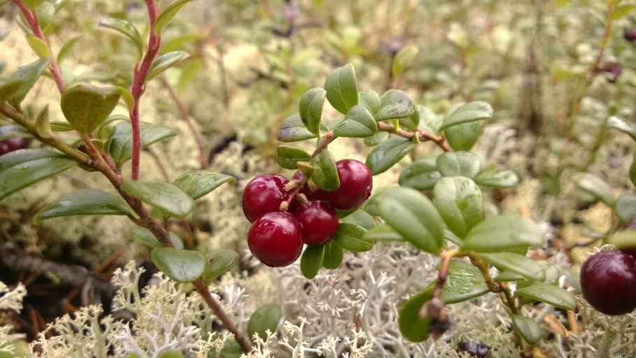 Брусника, зимолюбка, толокнянка, вороника, ортилия