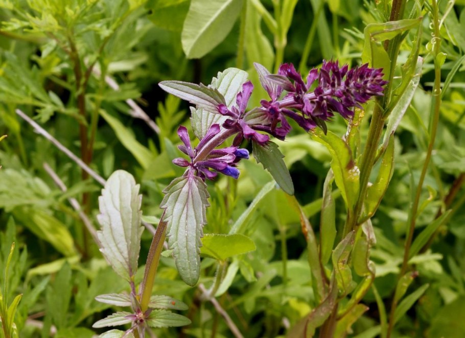 Лекарственные растения Якутии