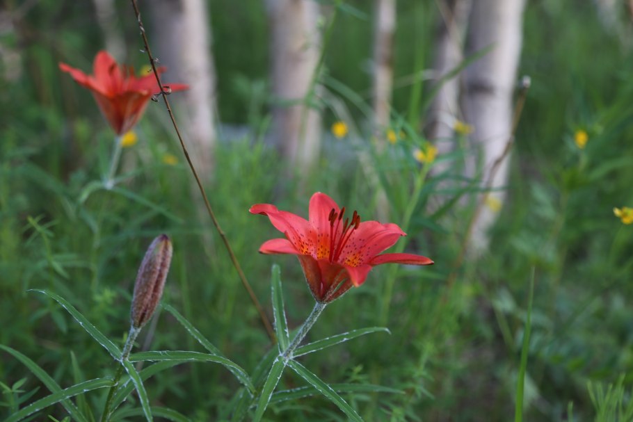 Сардана цветок Якутии