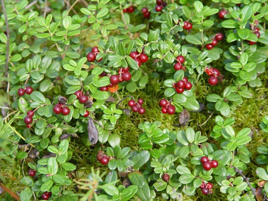 Макаров а.а. лекарственные растения Якутии 2002